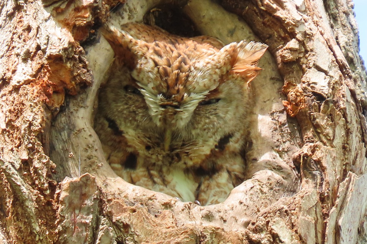 Eastern Screech-Owl - ML557284591