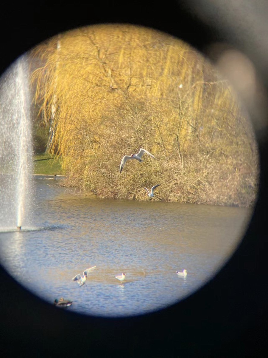 Caspian Tern - ML557284851