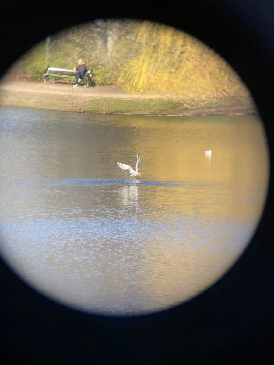 Caspian Tern - ML557284871