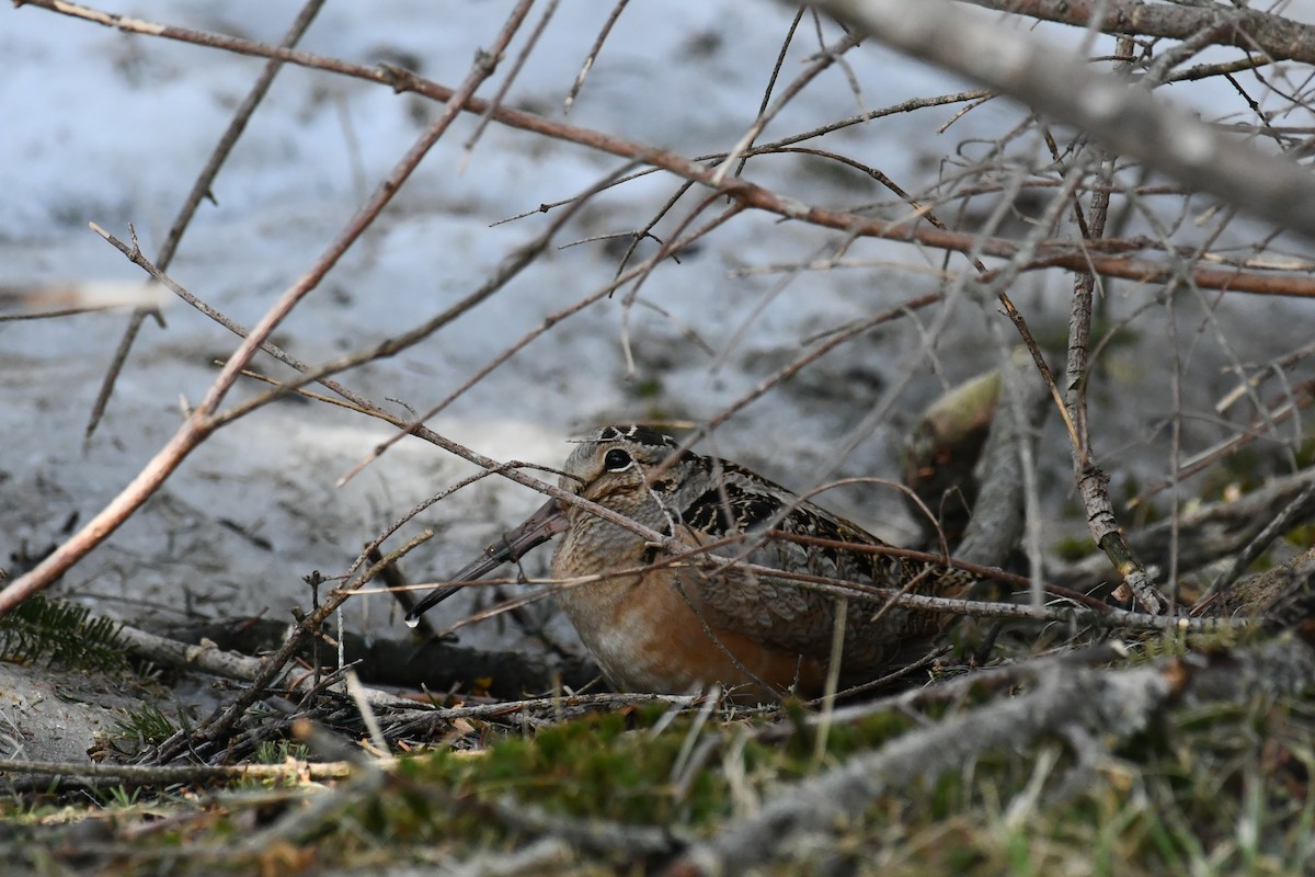 American Woodcock - roger beaupre