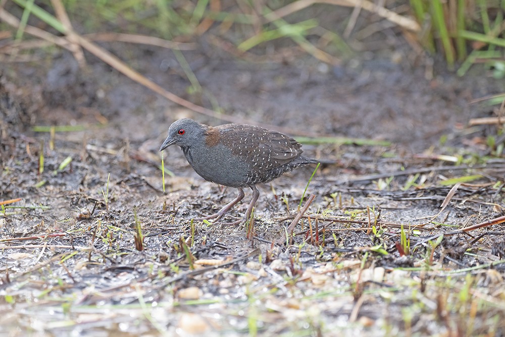 クロコビトクイナ - ML557287221