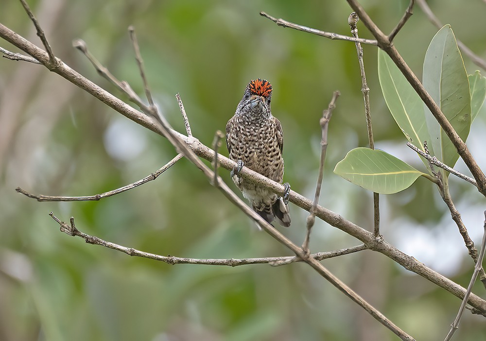 White-bellied Piculet - Nereston Camargo