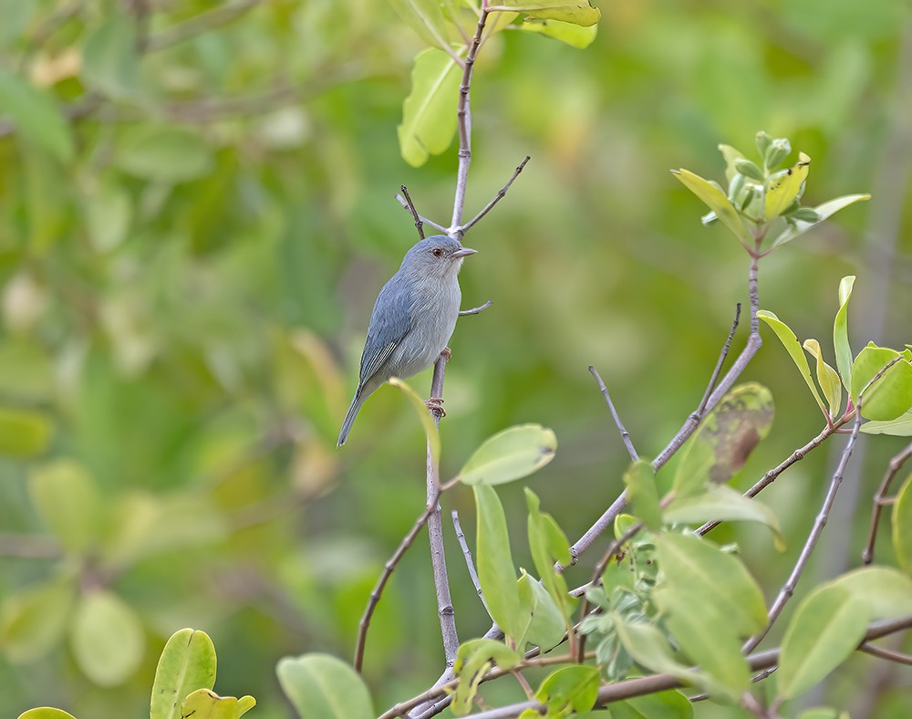 Bicolored Conebill - ML557287631