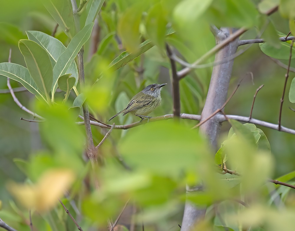 Spotted Tody-Flycatcher - ML557287731