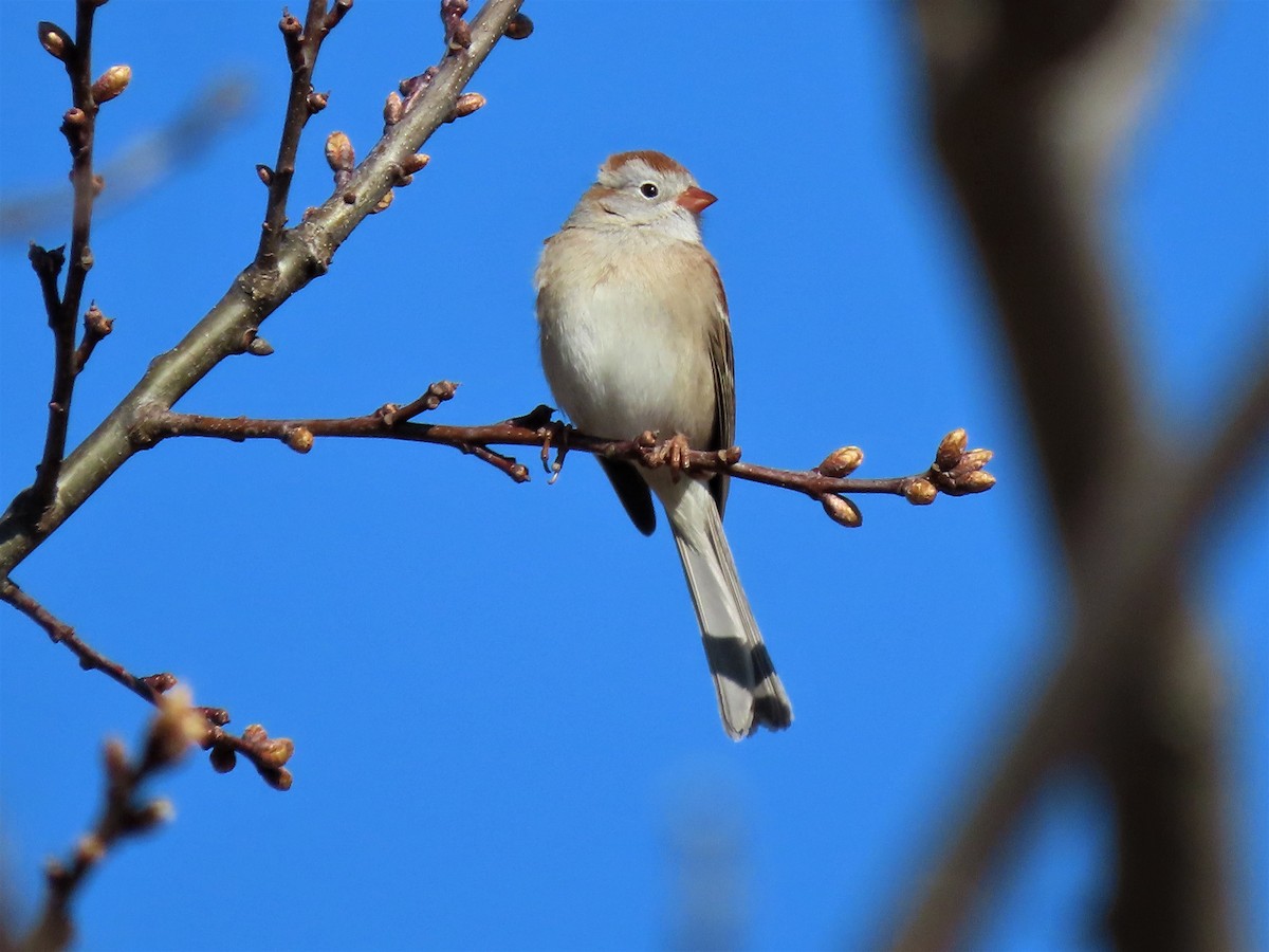 Field Sparrow - ML557288601