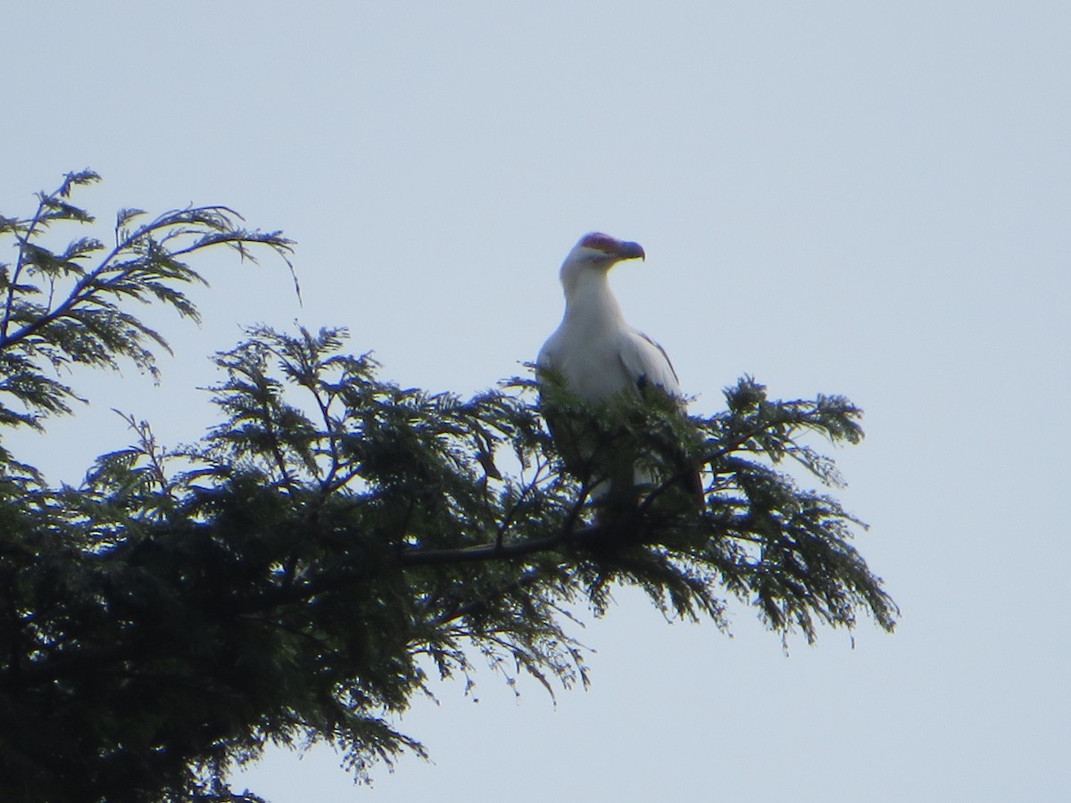 Palm-nut Vulture - ML557288861