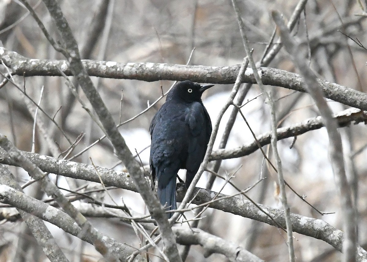 Rusty Blackbird - Gary Chapin