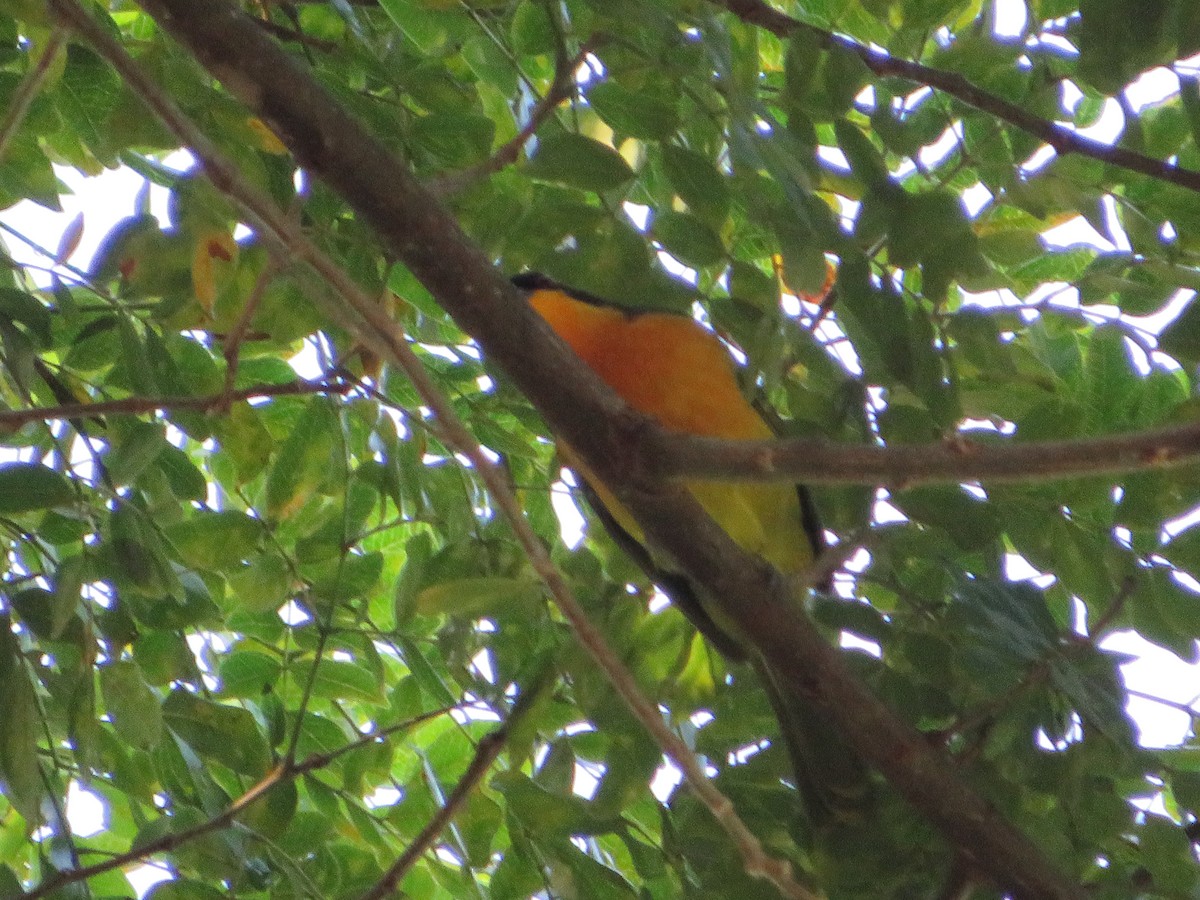 Black-fronted Bushshrike - ML557290251