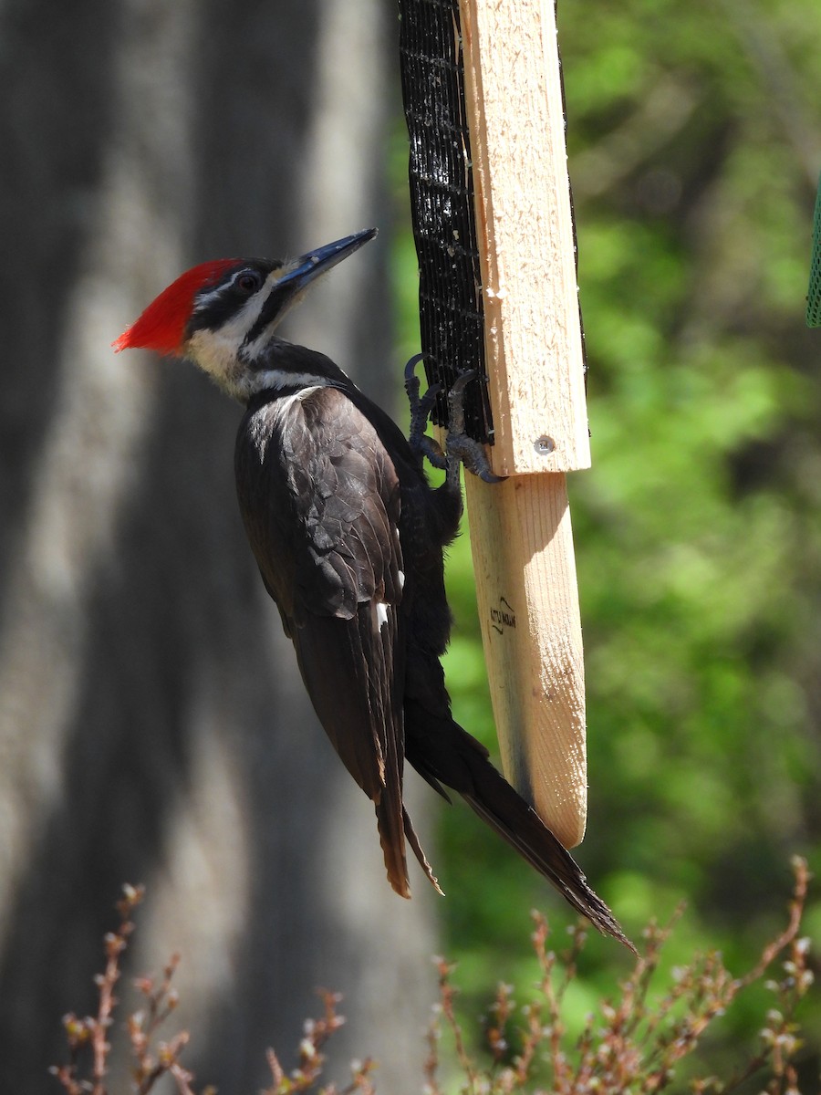 Pileated Woodpecker - ML557291651