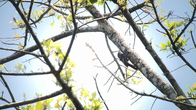 Inambari Woodcreeper - ML557291821