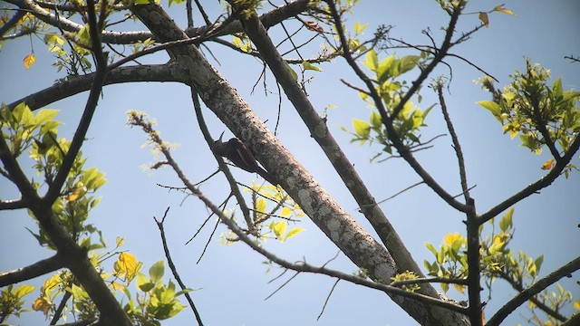 Inambari Woodcreeper - ML557291871