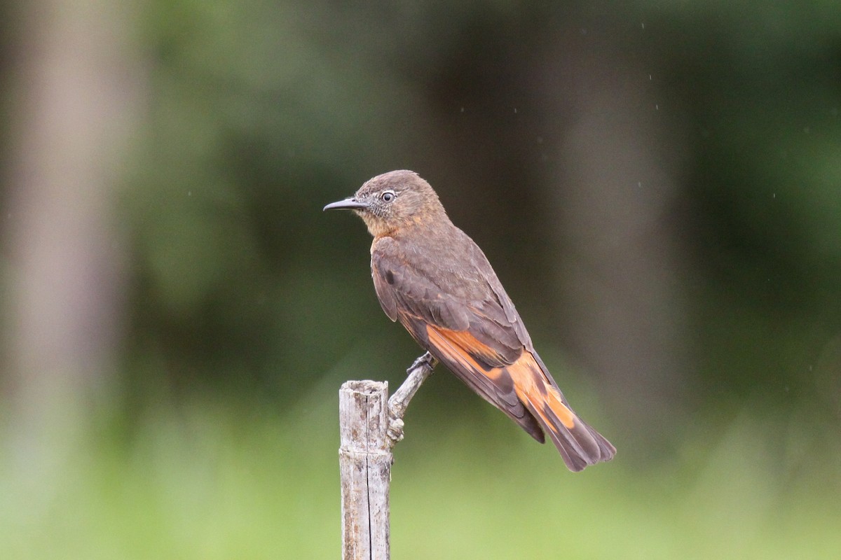 Cliff Flycatcher - ML557292251