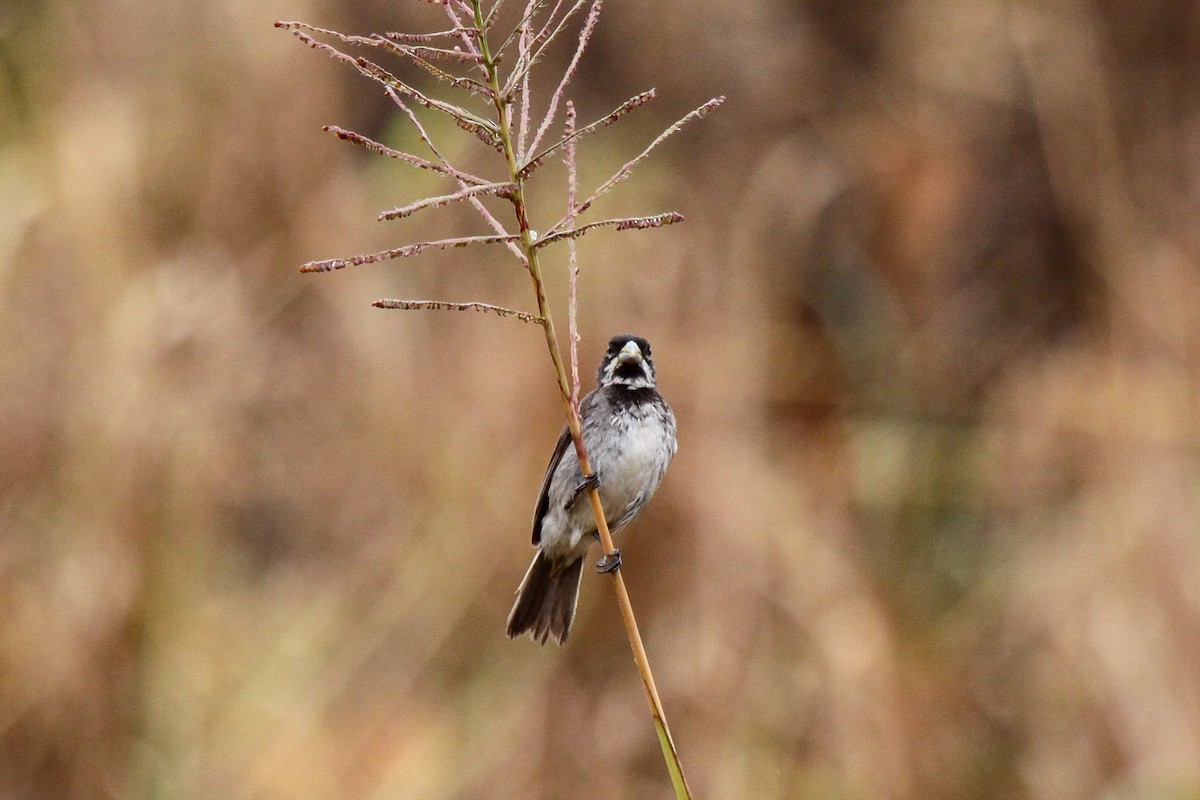 Double-collared Seedeater - ML557292491