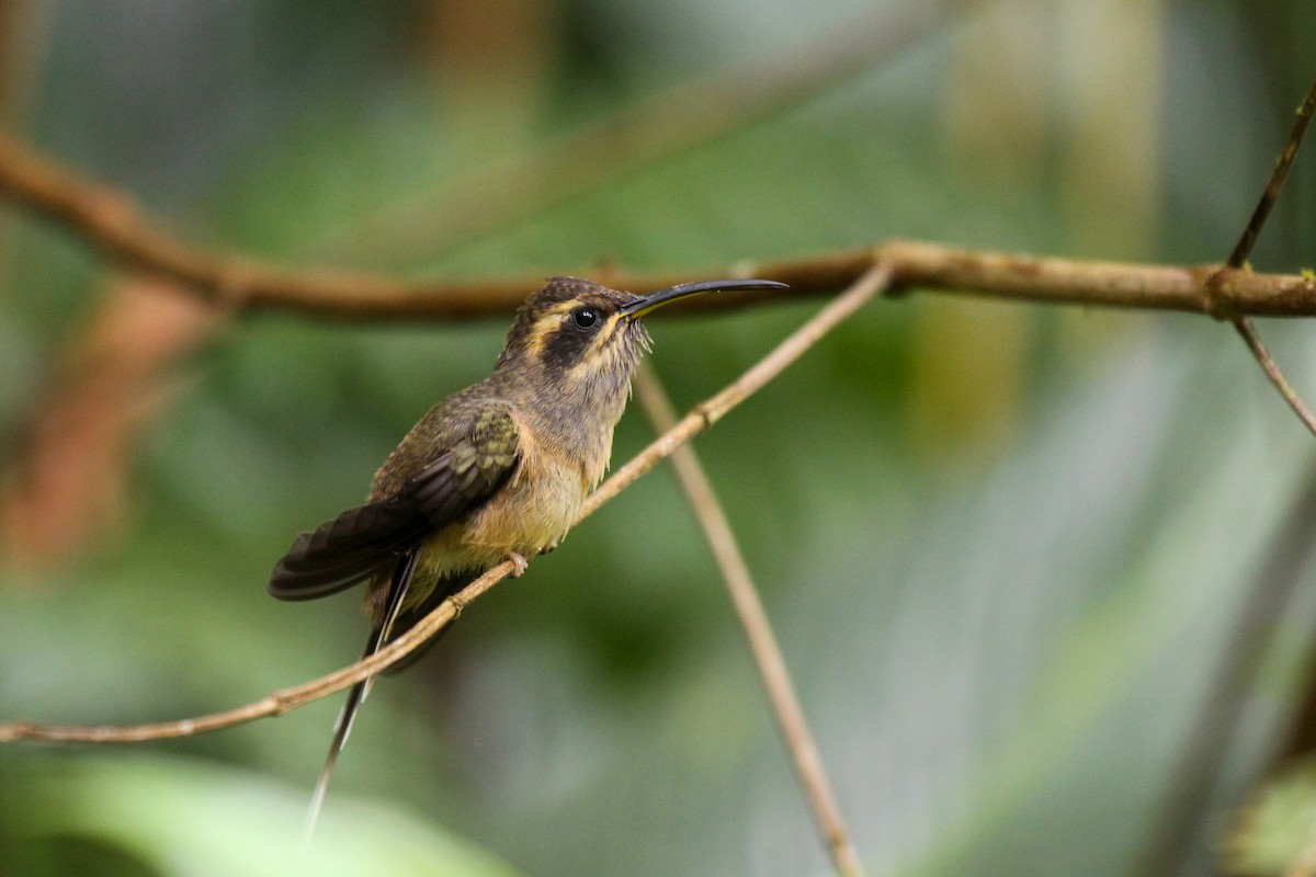 Dusky-throated Hermit - ML557292591