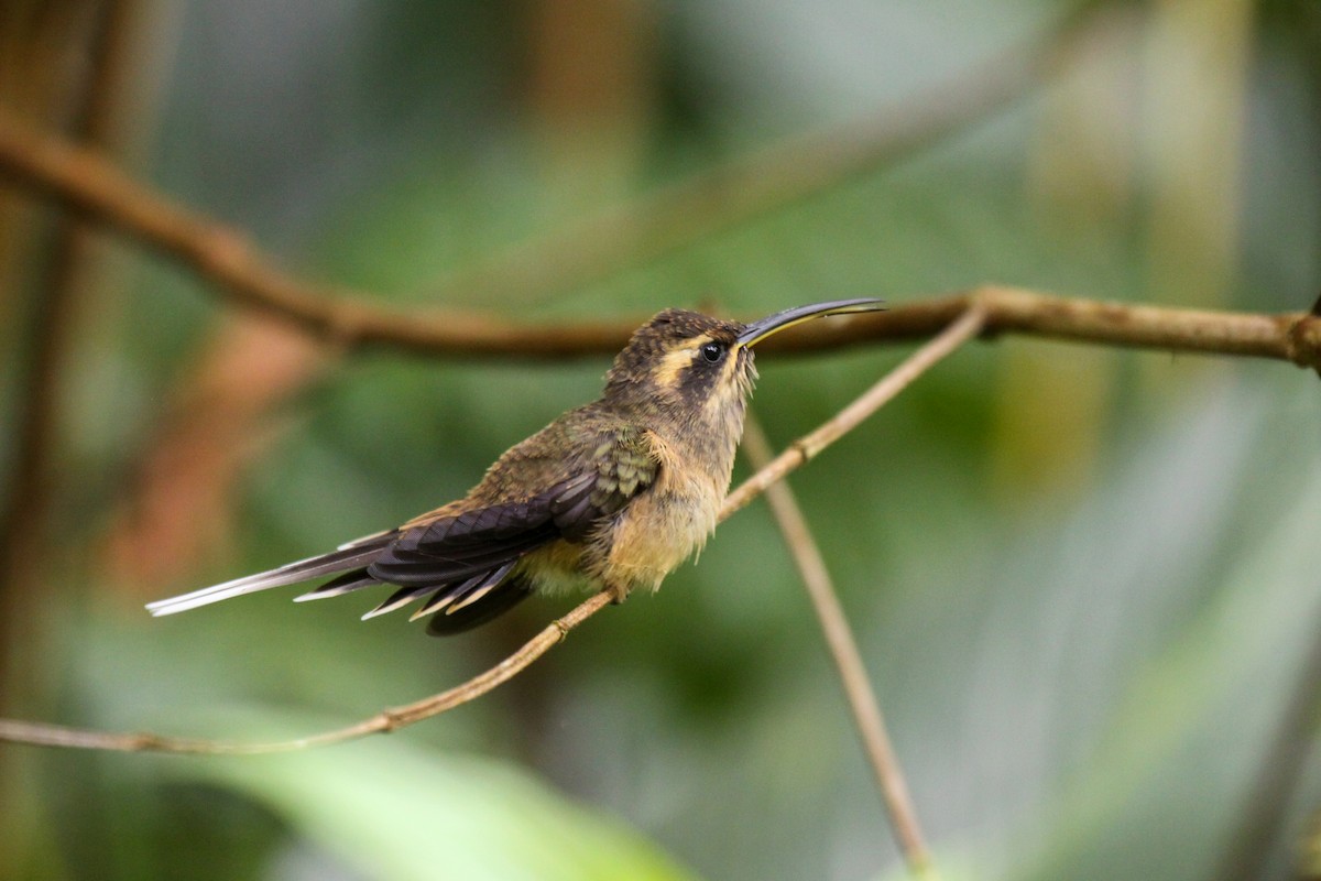 Dusky-throated Hermit - Tommy Pedersen