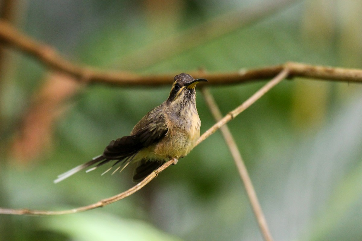 Dusky-throated Hermit - ML557292611