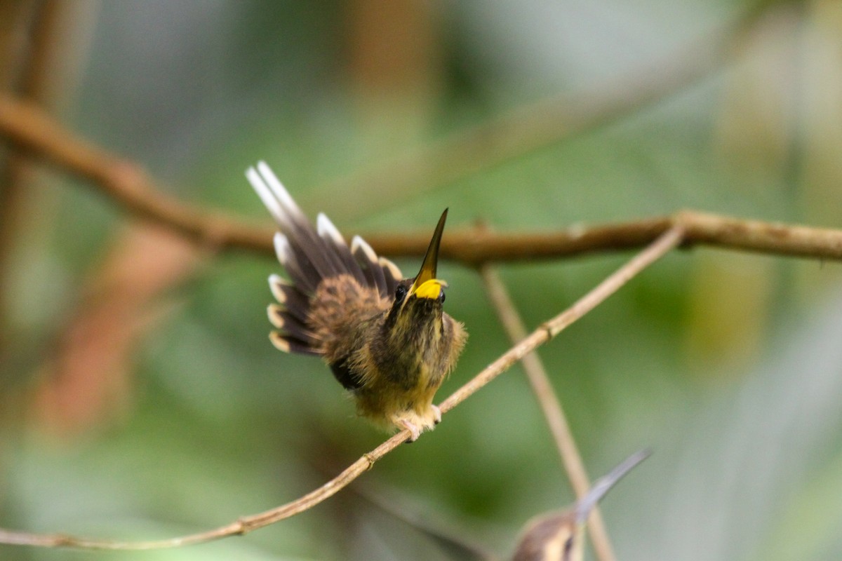 Dusky-throated Hermit - ML557292631