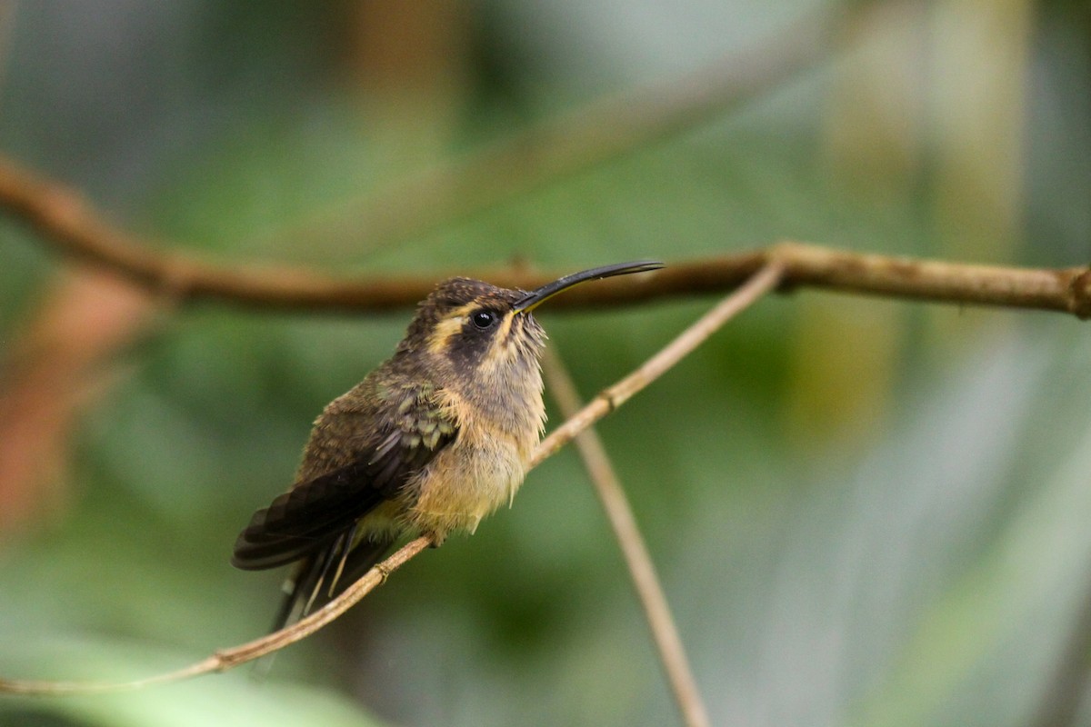 Dusky-throated Hermit - ML557292641