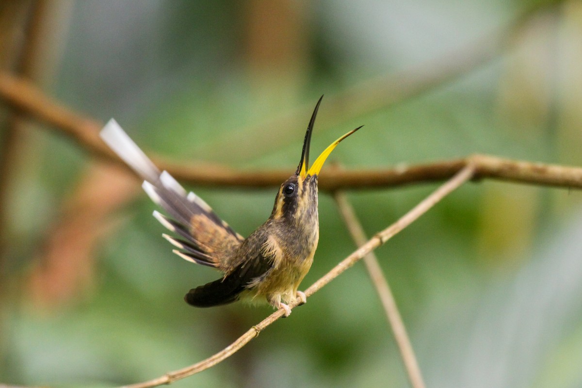 Dusky-throated Hermit - ML557292661