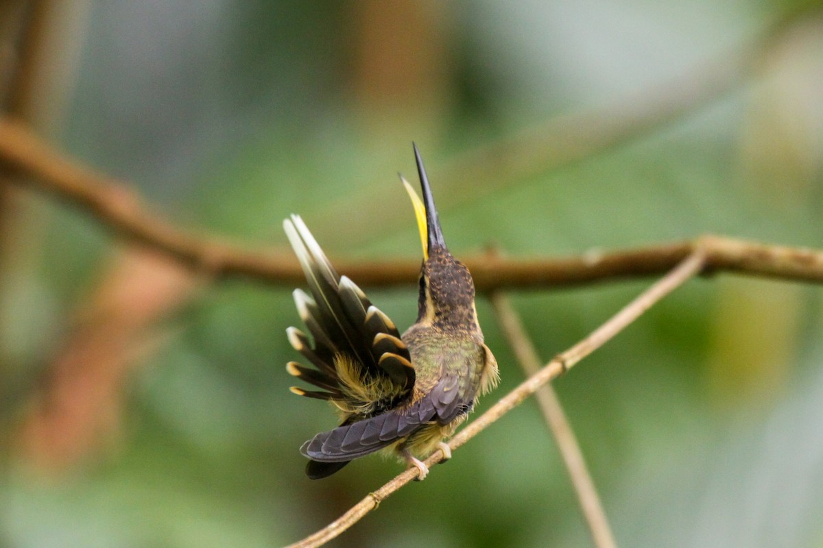 Dusky-throated Hermit - ML557292671