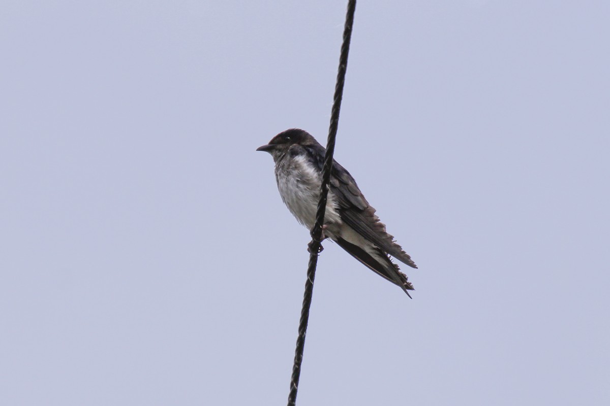 Gray-breasted Martin - ML557292761