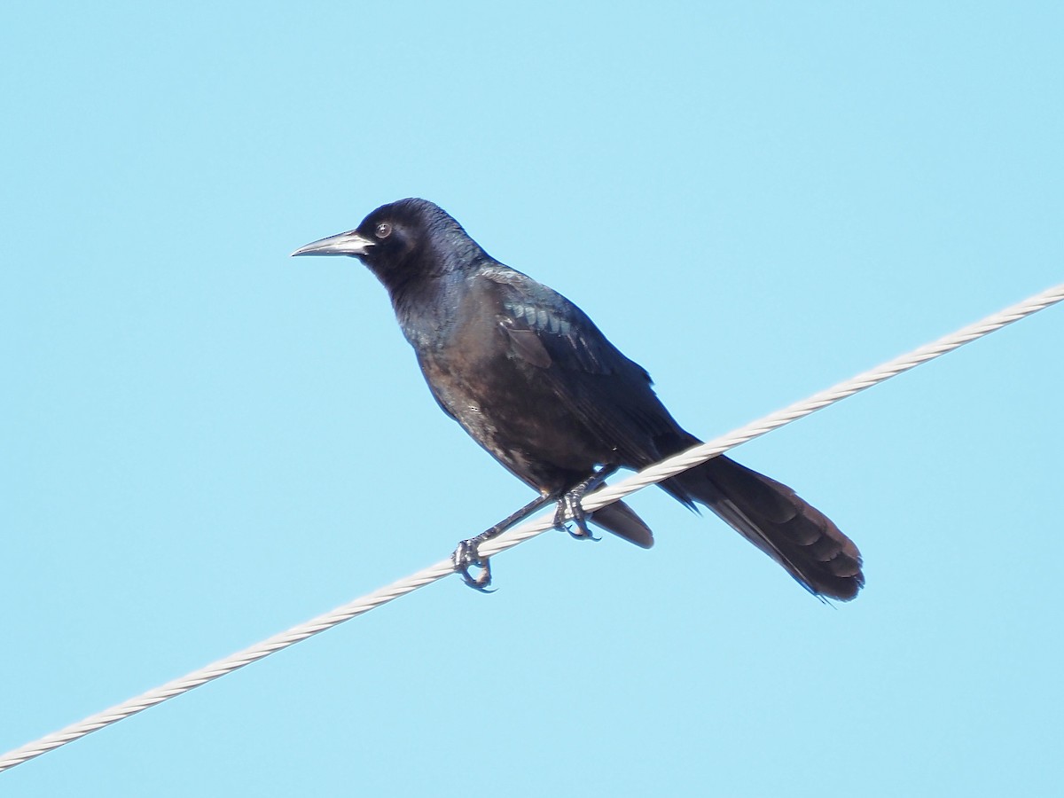 Boat-tailed Grackle - ML557293101