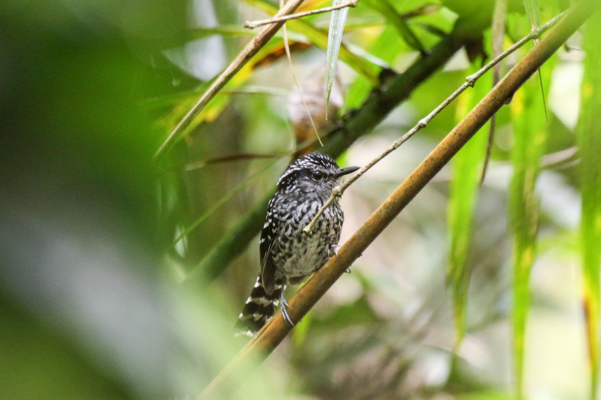 Scaled Antbird - ML557293371