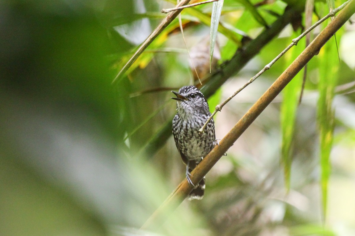 Scaled Antbird - ML557293381