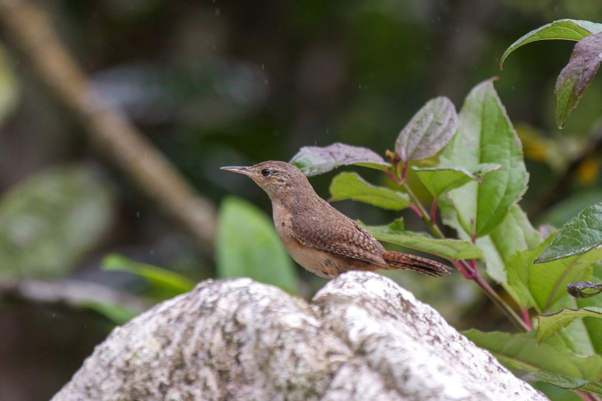 House Wren (Southern) - ML557293431