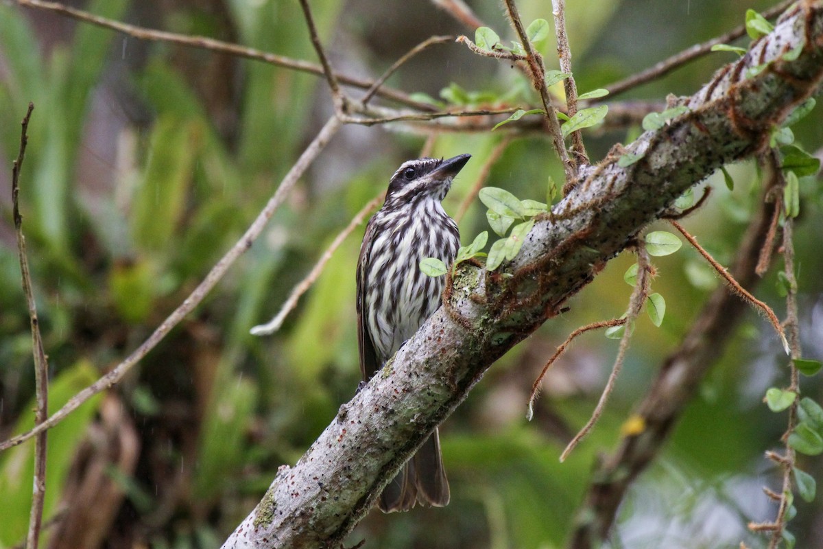 Streaked Flycatcher (Southern) - ML557293511