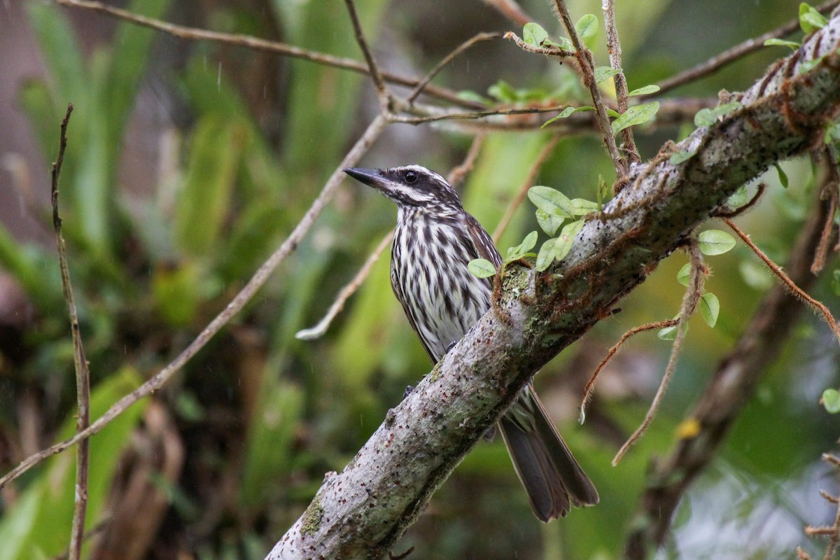 Streaked Flycatcher (Southern) - ML557293531