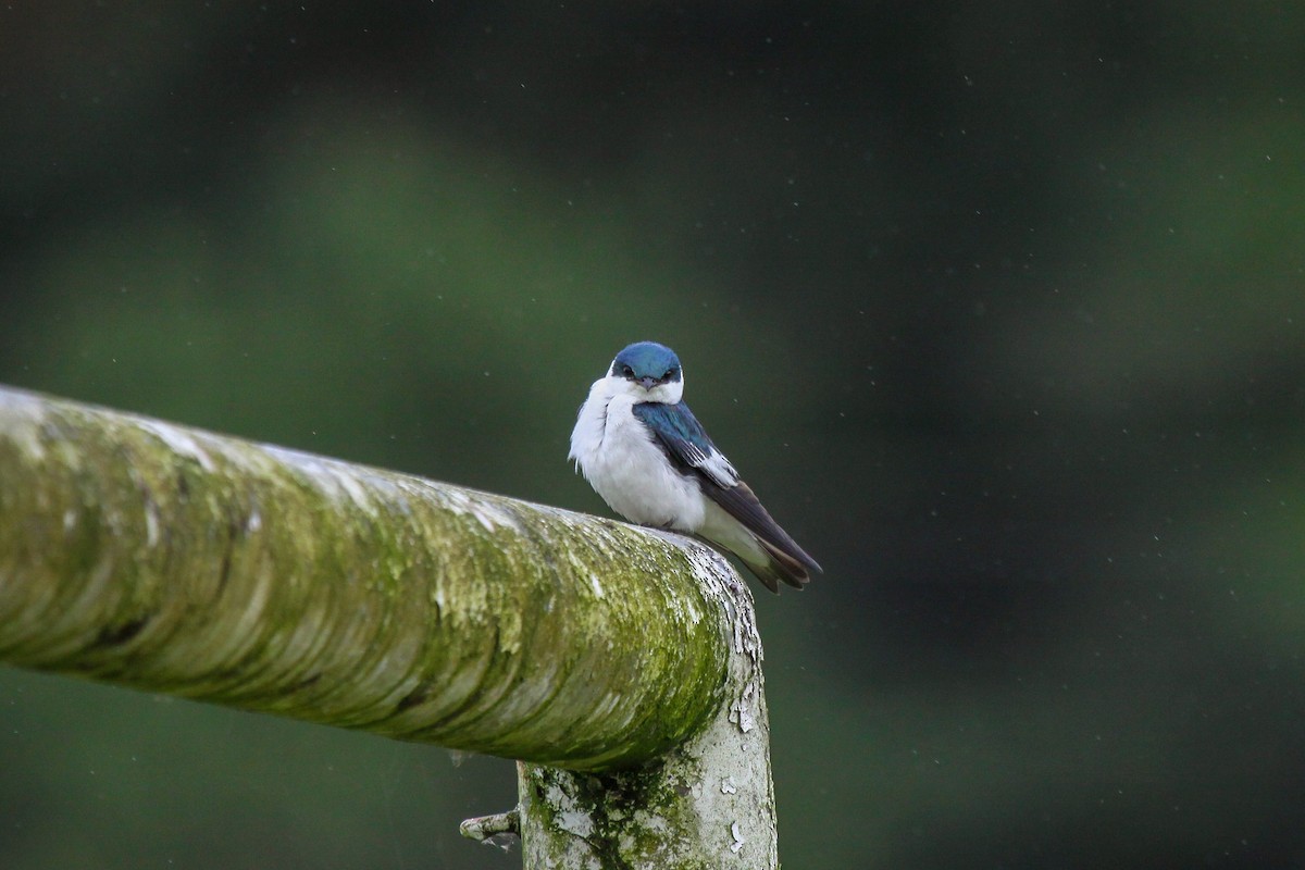 White-winged Swallow - ML557293691