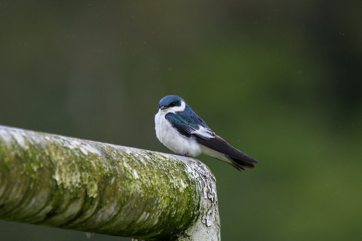 White-winged Swallow - ML557293701