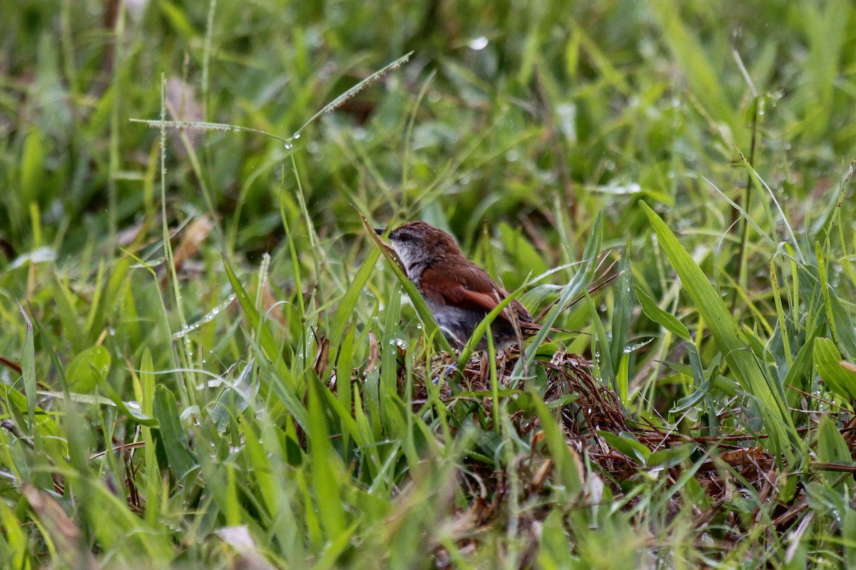 Yellow-chinned Spinetail - ML557293761