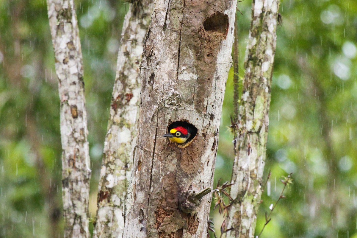 Yellow-fronted Woodpecker - Tommy Pedersen