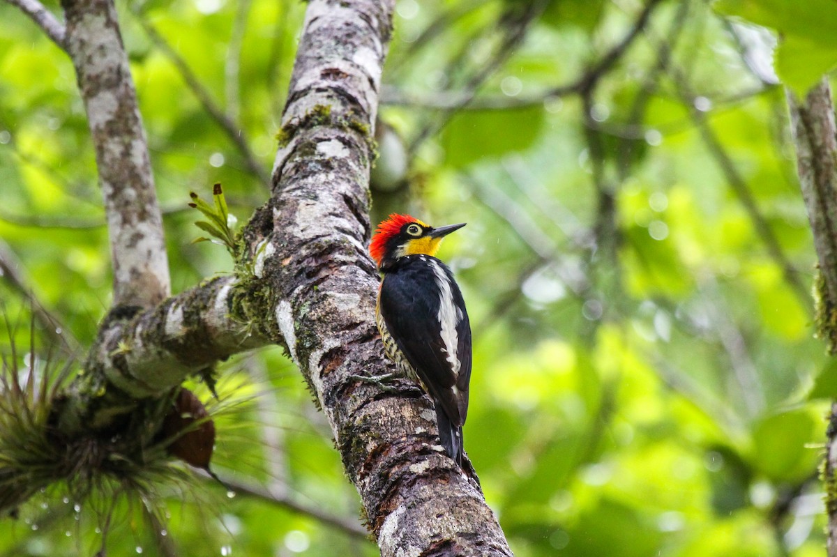 Yellow-fronted Woodpecker - ML557293841