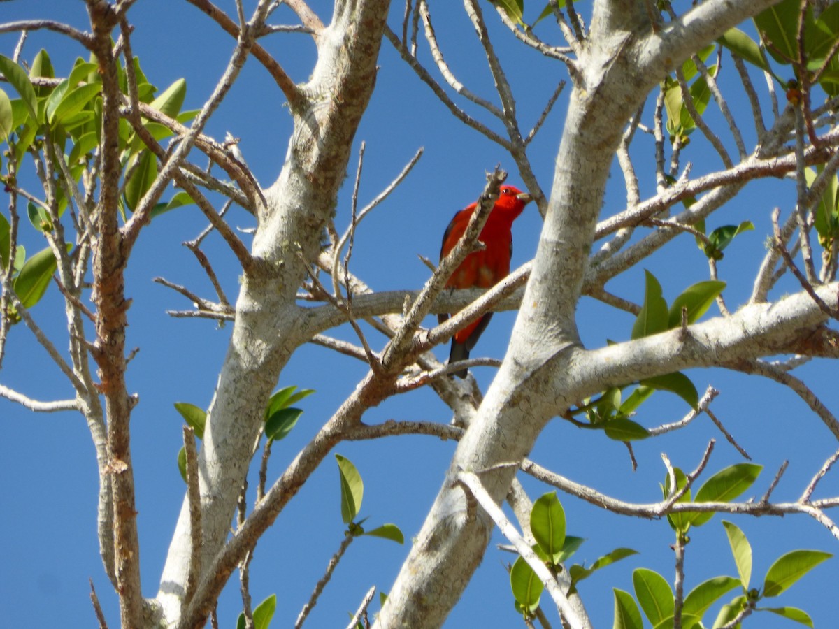 Scarlet Tanager - ML55729581