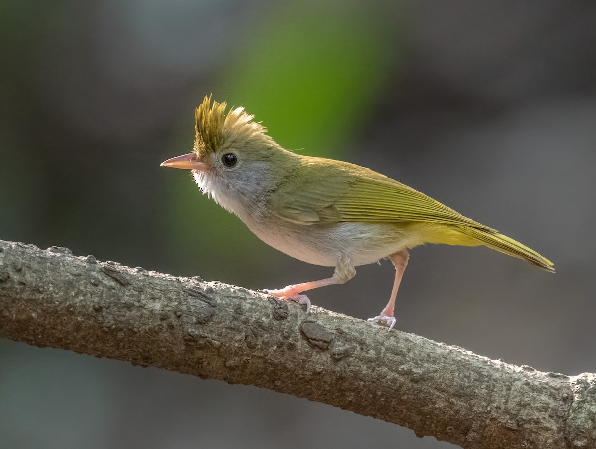 White-bellied Erpornis - ML557296611