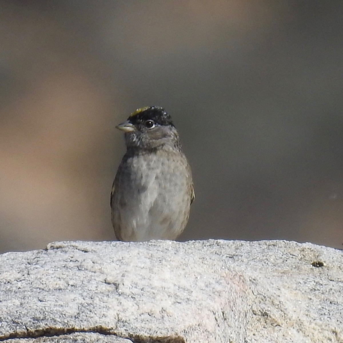 Golden-crowned Sparrow - ML55729731