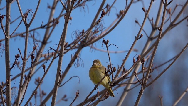 Summer Tanager - ML557299061