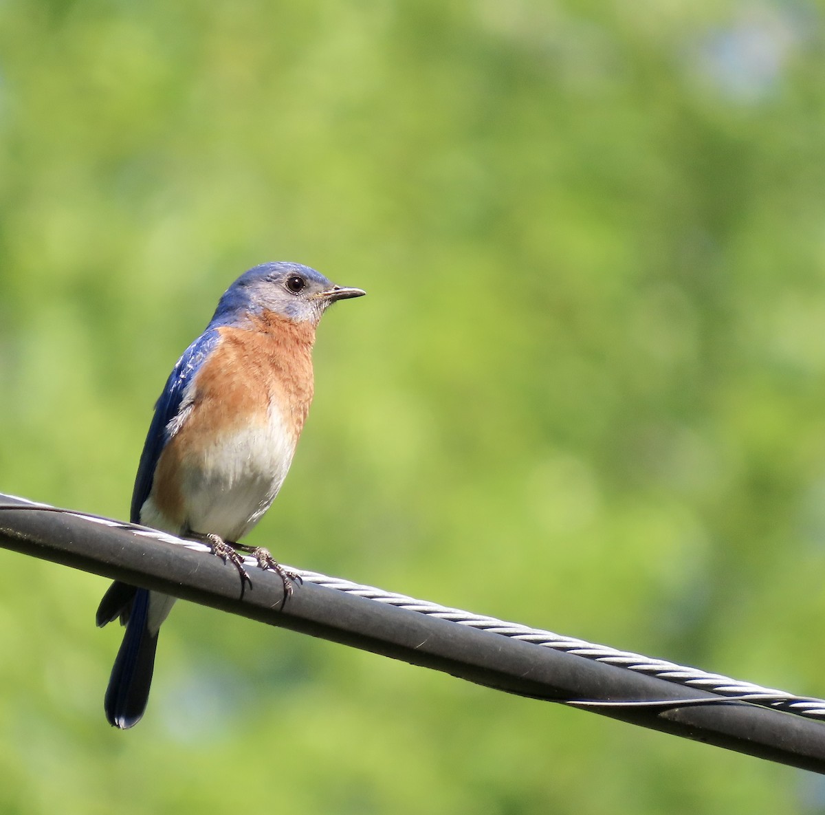 Eastern Bluebird - ML557299171