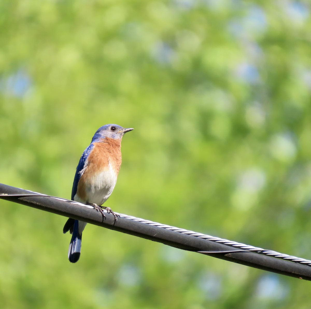 Eastern Bluebird - ML557299181