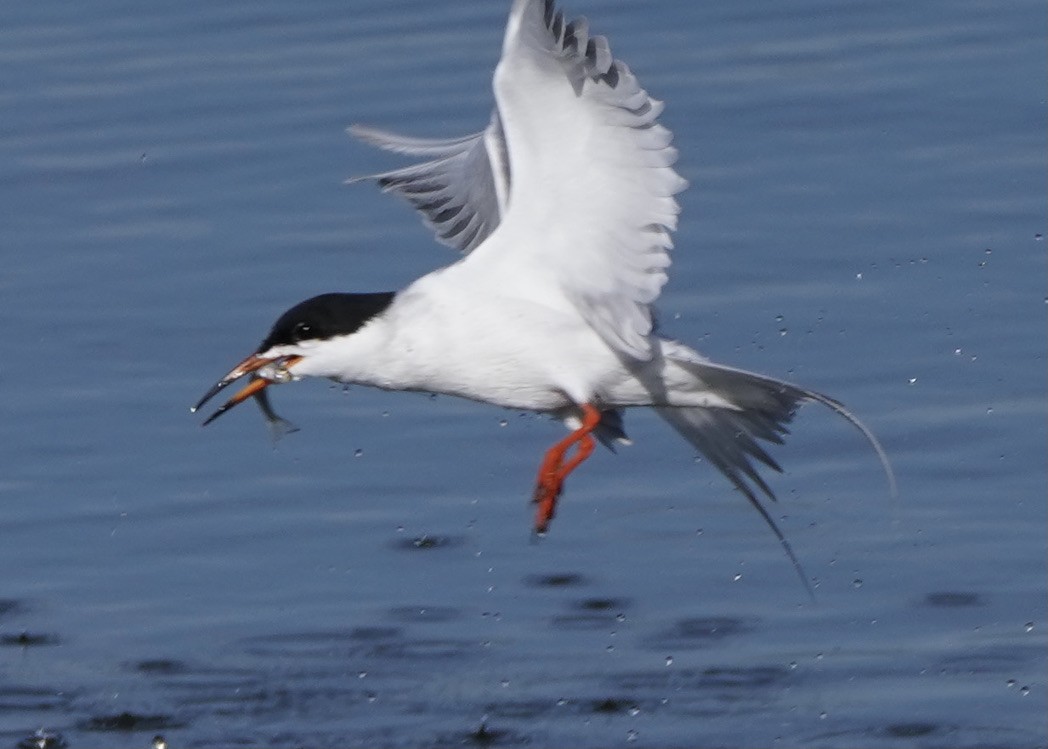 Forster's Tern - Ken Lillis