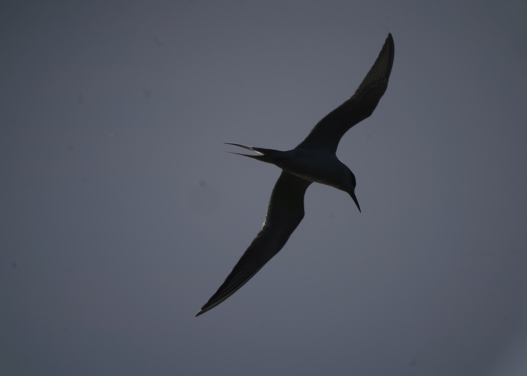 Forster's Tern - Ken Lillis