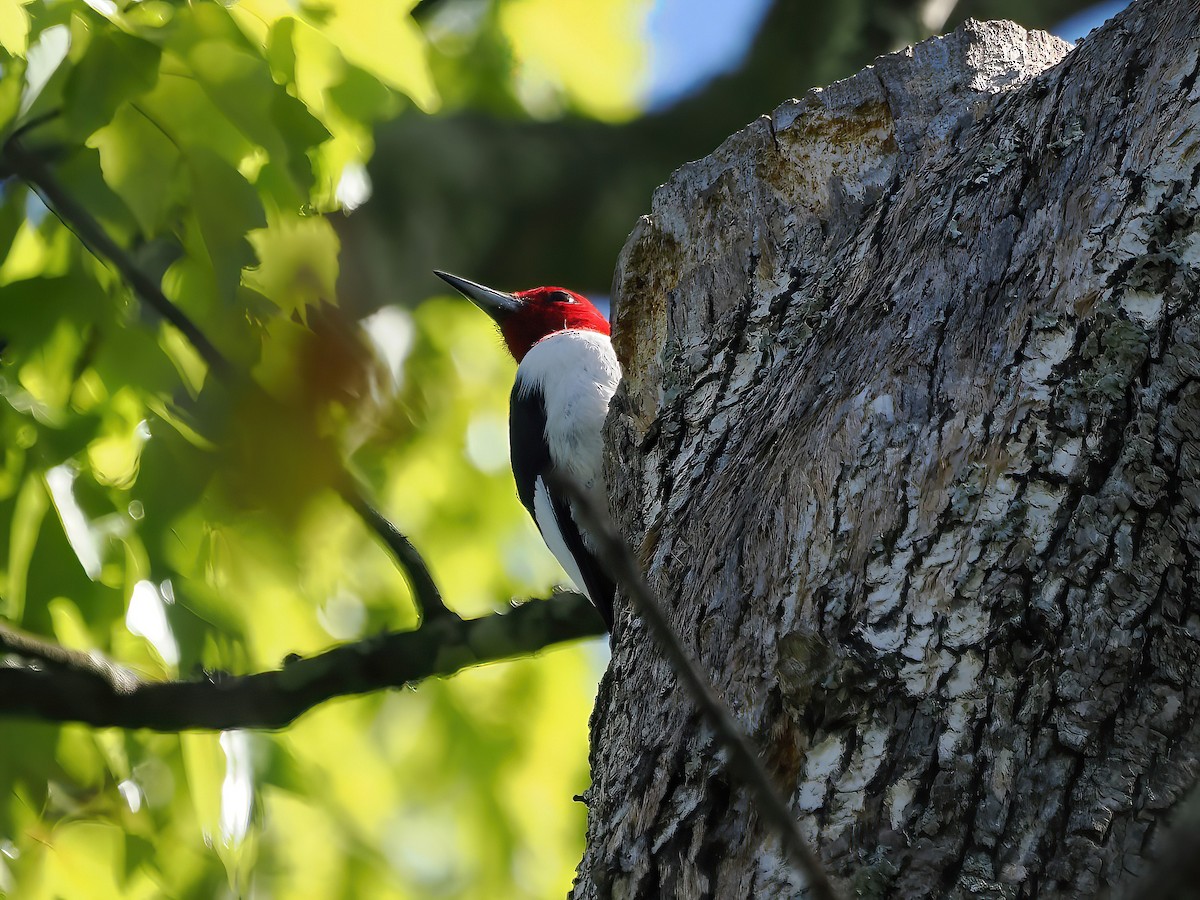 Red-headed Woodpecker - ML557302481