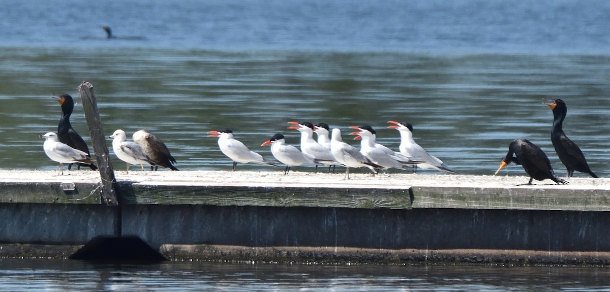 Caspian Tern - ML557303291