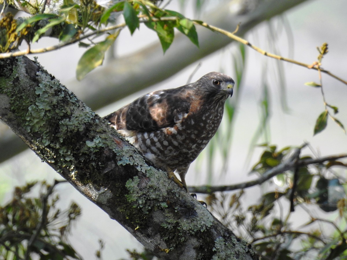 Broad-winged Hawk - ML557303791