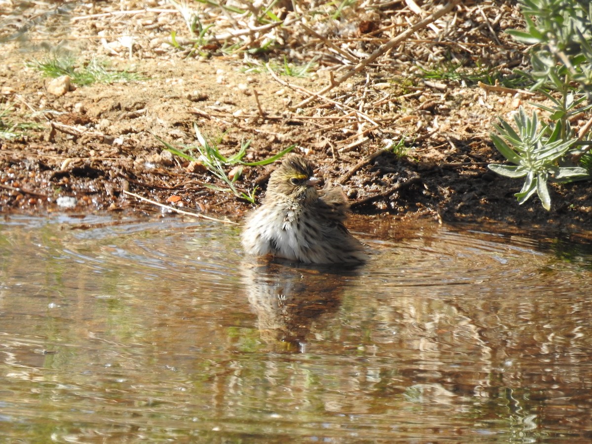 Savannah Sparrow - ML55730391