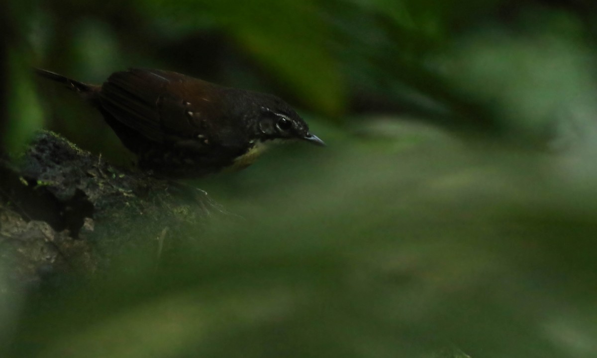 Tapaculo Amazónico - ML557304481