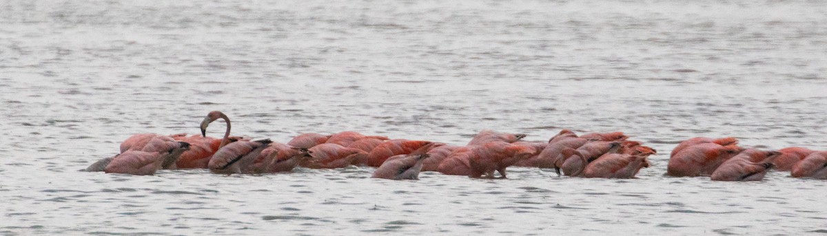 American Flamingo - ML557305091